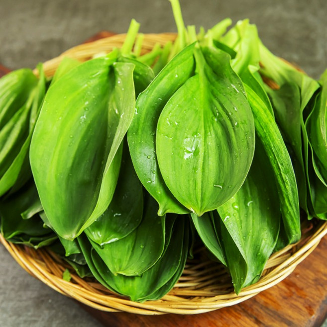 [산지 첫출하] 강원도 고랭지 산지 직송 햇 명이나물 산마늘 명이잎 대명이, 3kg, 1개