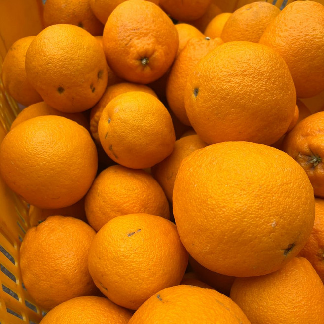 [탐라농장] 16Brix 탱글달콤 제주 한라봉 가정용, 1박스, 5kg