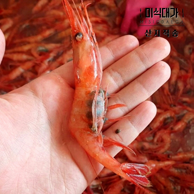 동해 단새우 홍새우 회 횟감 용 급냉, 1개, 500g