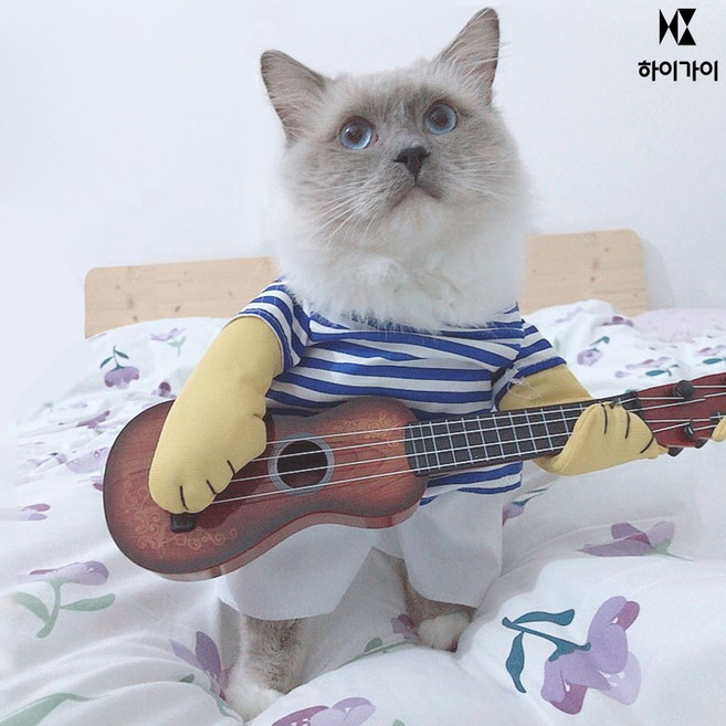 하이가이 기타리스트, 1개