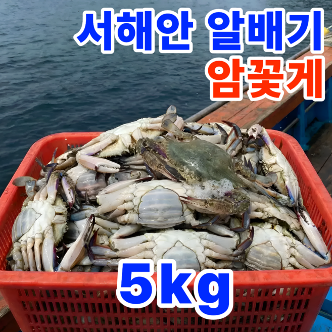 [역대급]기획특가 국내산 급냉 암꽃게 알배기, 1박스, 5kg (대용량)