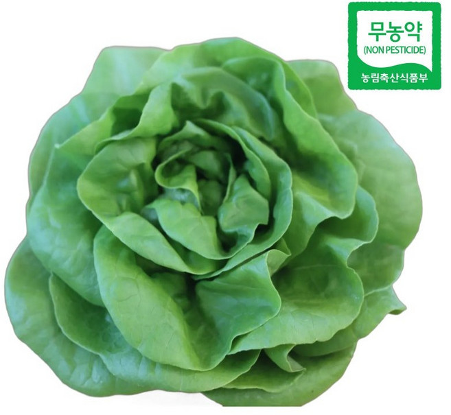 친환경 무농약 버터헤드 유럽상추 1kg, 1박스