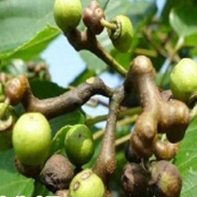 묘목/헛개나무 지구자 실생1년 50주묶음 KK214