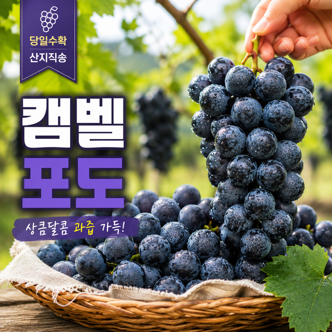 [제철과일] 산지직송 국내산 고당도 특 캠벨 포도, 1박스, 500g (1-3수 내외)