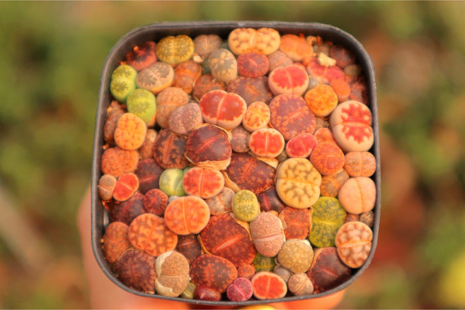 로나가든 미니리톱스모듬(소) 1년생 희귀다육이 말발굽 선인장 군락지, 미니리톱스모듬