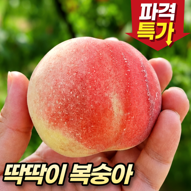 국내산 아삭한 딱딱이 복숭아, 1박스, 2kg