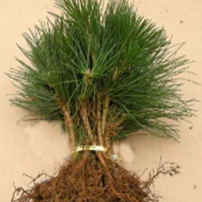 해송 소나무묘목 실생1년 50그루 dm263