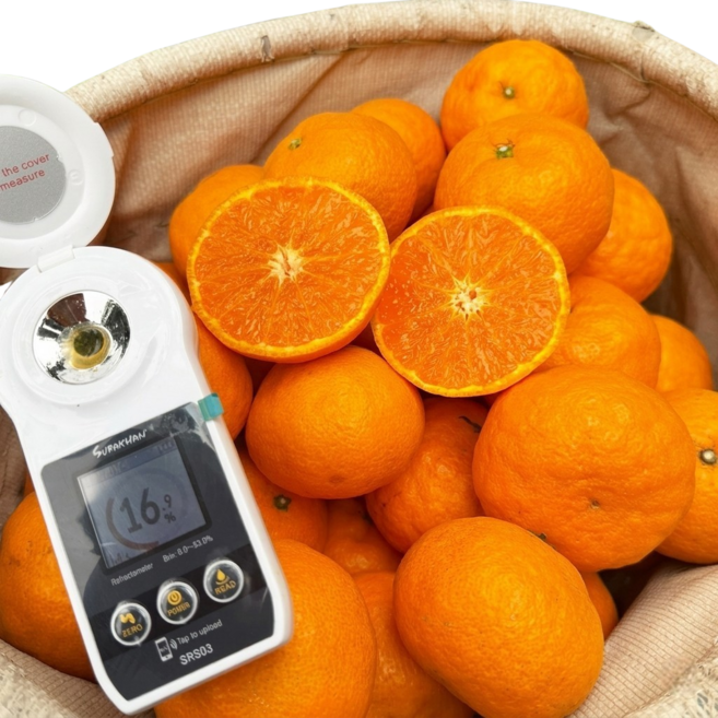 제주특품 진한과즙 평균16brix 엄격선별 카라향, 1개, 3kg(소과)