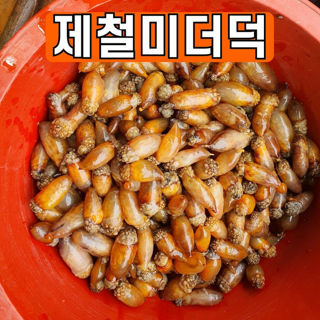 국산 제철 손질 미더덕 생물 미더덕회 횟감용 산지직송, 1개, 1kg(미더덕 원물)