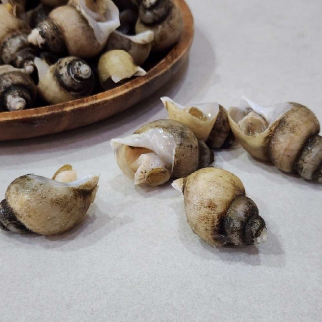 동해안 흑고동 흑골뱅이 골뱅이 무침 탕 1kg, 1개, 소 1kg 70-80미