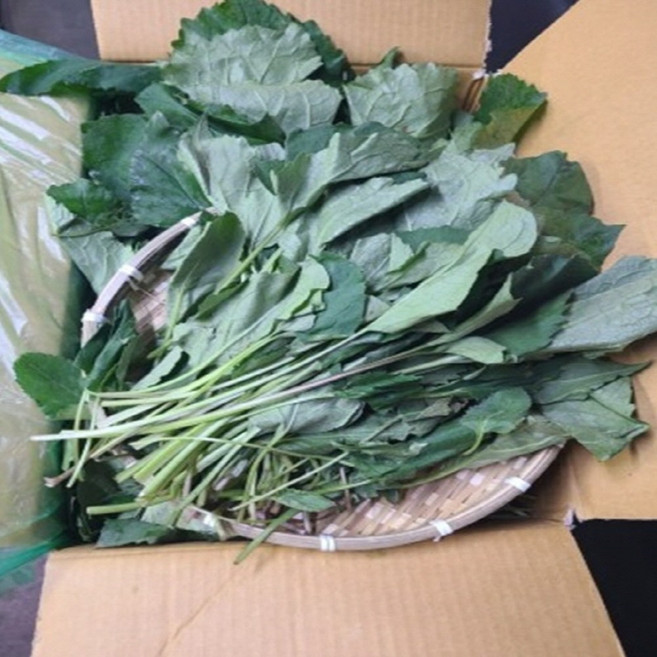 국내산 취나물 부지깽이 생취나물 신선산지직송 봄나물 향긋한 나물 반찬용, 1박스, 2kg