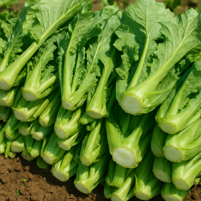 [여수총각] 2026 산지직송 초특가 여수돌산갓, 1박스, 3kg