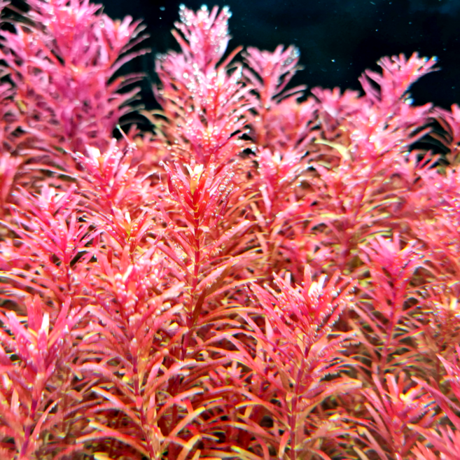 [수초명장] 로타라 블러드 레드 23줄기 달팽이 이끼 없는 수초 구피 새우 물고기 은신처 어항 수생식물, 1세트