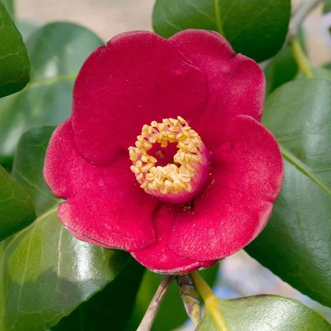 목하원예조경 동백나무 묘목 포트묘 겨울꽃 토종 동백 홑꽃 정원수 조경수 상록수 일부지역 노지월동, 1개, 단일