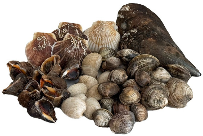 두팜 모듬조개 가족세트 4kg내외 3~4인분 내외, 가족세트 4kg, 1세트