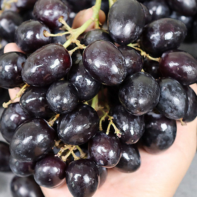 해송 고당도 불랙포도, 1박스, 1kg