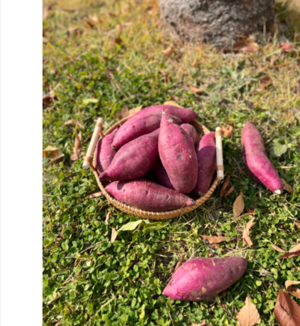 [농슐랭] 최상품 프리미엄 꿀이 뚝뚝 떨어지는 농꿀고구마 2 3 5 8kg [원산지:국산(전라남도 영암군)], 1개, 로얄사이즈 2kg