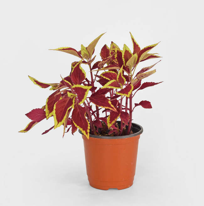 마이플랜트 콜레우스 디파이언스 소형 관엽식물, 1개