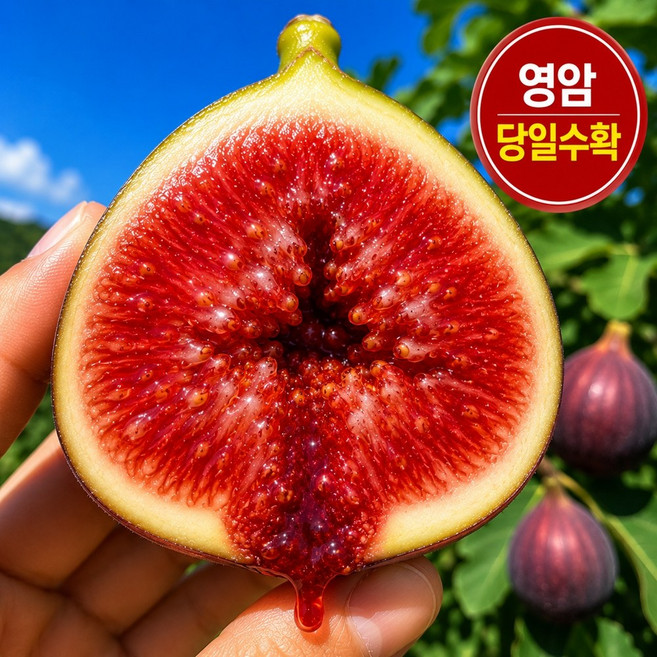 [산지직송] 영암 무화과 고당도 생무화과, 1박스, 500g