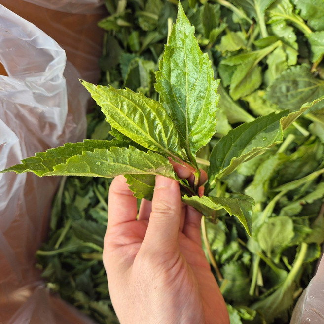 신선계절가 제주 애월 생 취나물, 1개, 4kg