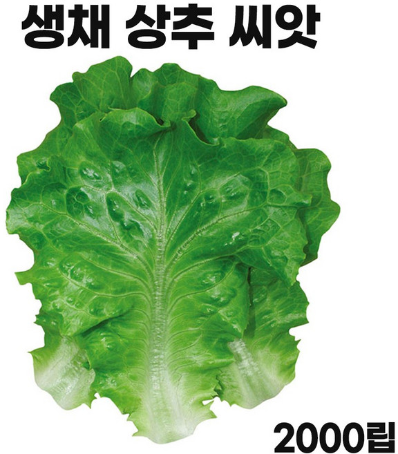 모칸도 아삭이 생채 상추 씨앗 2000립, 1개