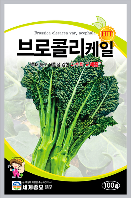 주주씨앗 브로콜리 케일 씨앗 100립 오골케일 다수확 교배종 이색케일 종자 채소씨앗, 1개