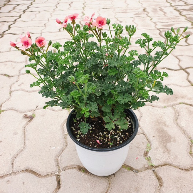 엔젤아이즈오렌지 제라늄 대품 랜디제라늄 크리스펌 리갈 제라늄 플라워소소, 1개