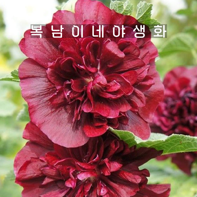겹접시꽃 마룬 [3개 복남이네야생화 모종 레드 홀리훅 hollyhock], 3개