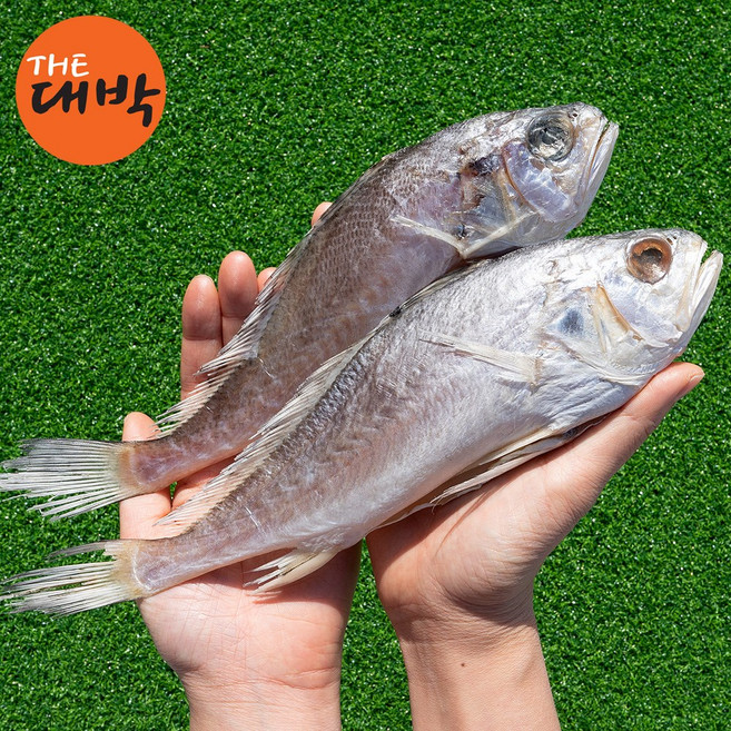 침조기 제수용 긴가이석태 반건조 생선 손질, 1개, 마리당 (900-1kg 내외), 침조기(긴가이석태)