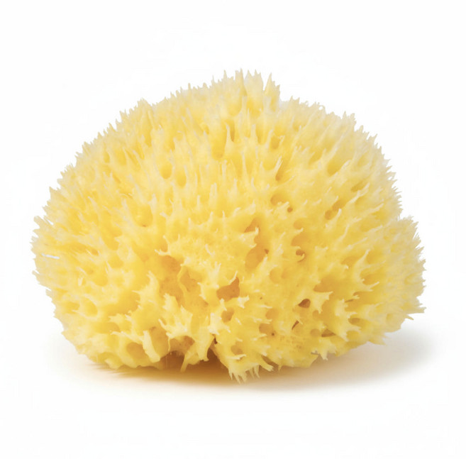 마레솜 이탈리아산 천연 해면스펀지 신생아 아기 샤워볼 목욕스펀지 미세플라스틱제로, 1개, 단일색상(S)