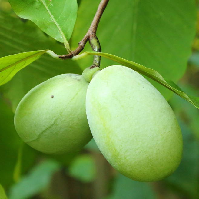 [충북농원] 포포나무 묘목 - 접목묘 & 실생묘 & 포트묘, 실생/2년생, 1개