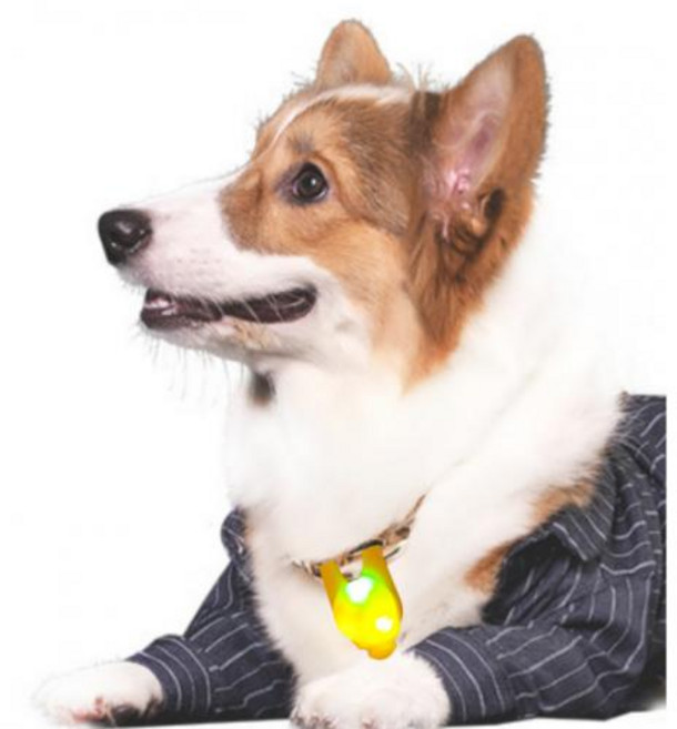 강아지 LED 실리콘 팬던트 야간산책 인식표 안전용품 댕댕이 산책용, 단품