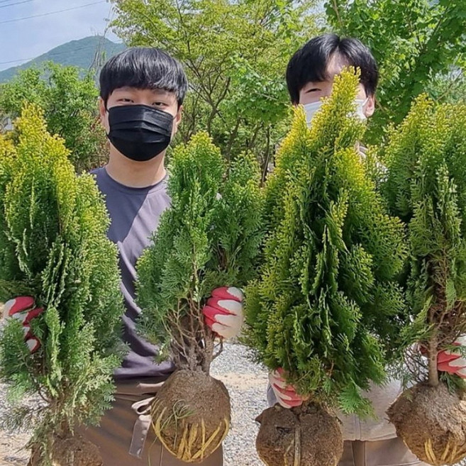 황금측백나무 묘목 3년생분묘 사철 산소에심는나무 에메랄드그린, 에매_랄_드그린 60센치, 1개