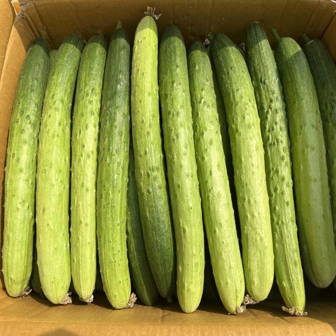 국내산 백오이 아삭한 백다다기 특품 1kg, 1개