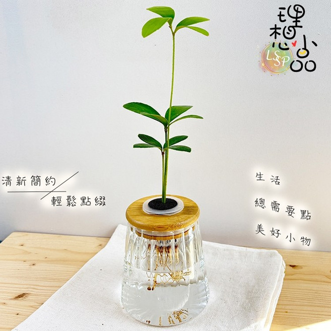 理想小品 幸運樹 水耕盆栽 玻璃花瓣圓錐瓶, 幸運樹+玻璃花瓣圓錐瓶