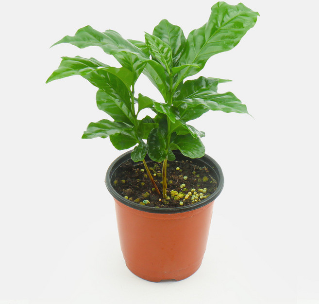 갑조네 커피나무 실내 공기정화 인테리어 식물, 1개