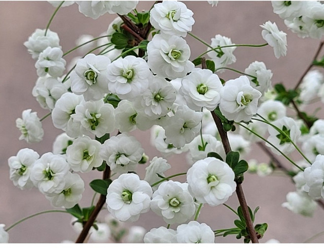 장미조팝 개화주 흰색 겹꽃 노지월동 봄꽃나무 정원포인트 4치 포트묘, 1개