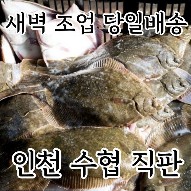 [인천수협직판] 새벽조업 활도다리, 1개, 1kg