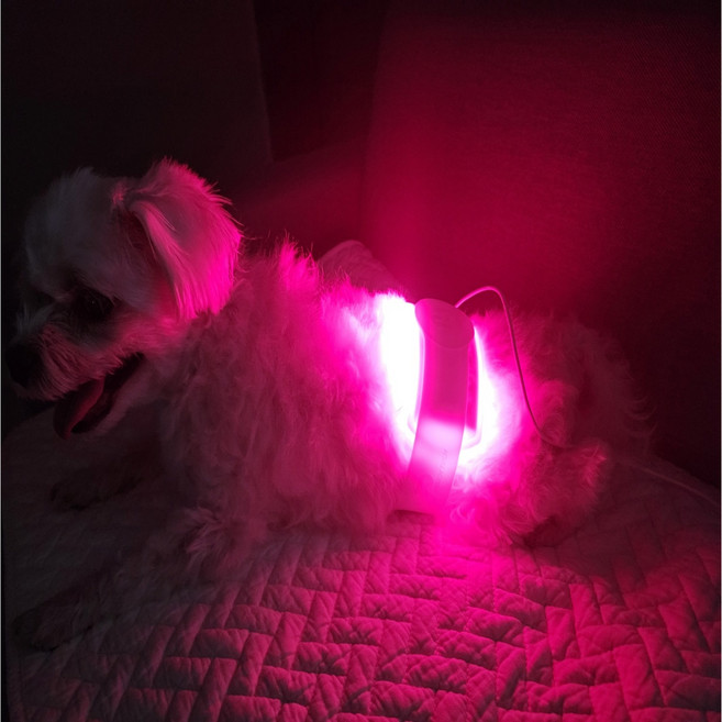 강아지 노견 근적외선 경추 척추 목 디스크 허리통증 슬개골탈구 예방 레이저 치료 조사기, 1개, 60g