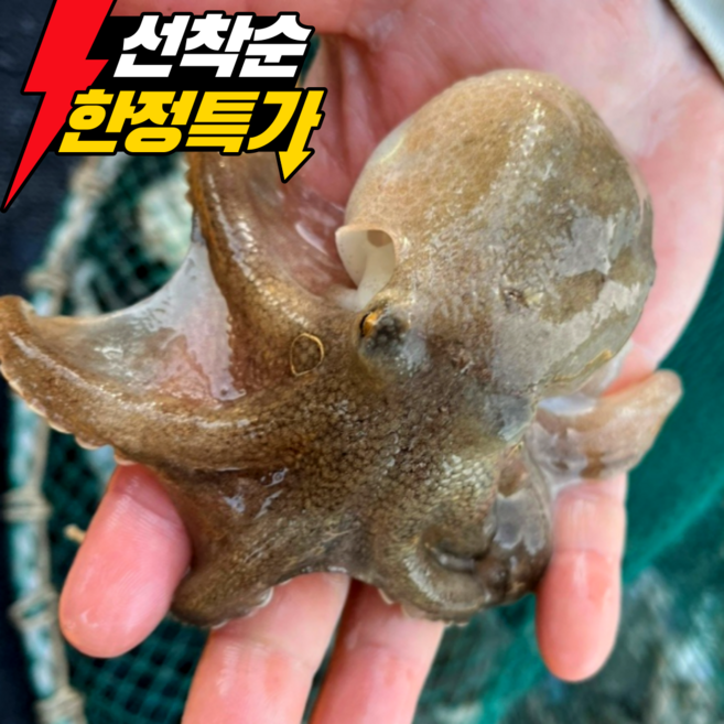 [2주초특가] 선주직송 탱글탱글 국산 알쭈꾸미, 1박스, 1kg