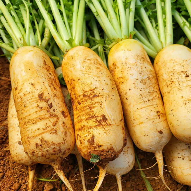 고창황토밭 알타리 14kg 총각무 알타리무 당일수확 배송 지호네농장, 못난이 알타리무_14kg, 1개