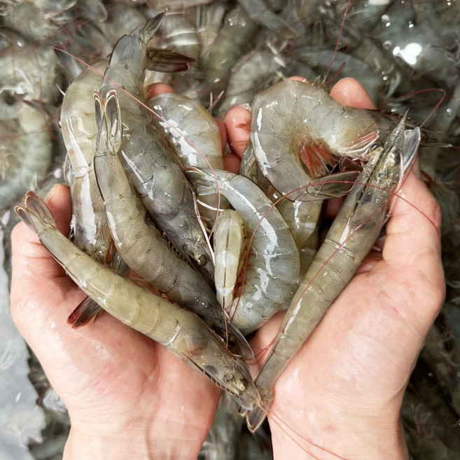 국내산 남해안 못난이 흰다리새우 1kg 40미내외 냉동 못난이새우, 1개