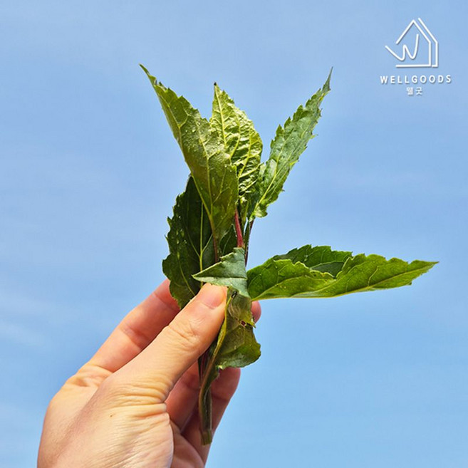 웰굿 제주 애월 향긋한 봄나물 생 취나물, 1박스, 4kg