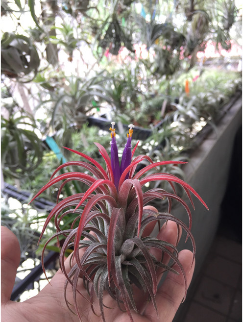 空氣鳳梨 全紅小精靈 Tillandsia Ionantha 'Rubra' 室內盆栽 懶人植物 淨化空氣, 1個