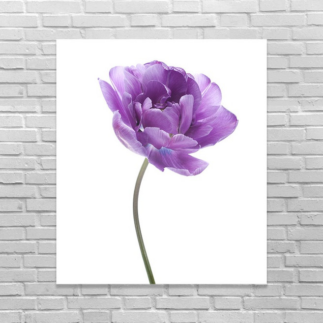 엘티에프티 꽃 그림 식물 플라워아트 감성 인테리어 보태니컬 그림액자 캔버스 장미 튤립, 8. 튤립 퍼플 1송이