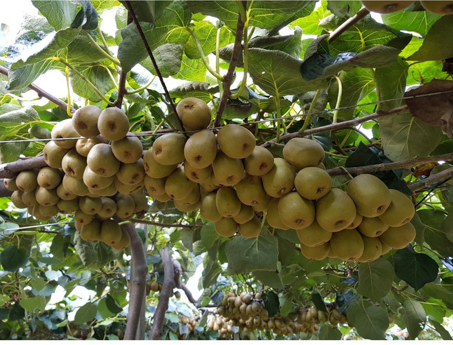 [은실농장] 키위/참다래 소과 10kg[원산지:국산(경상남도 창원시 마산합포구)], 1세트, 10kg