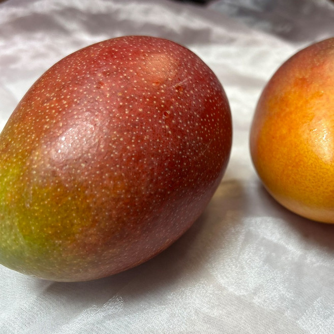 제주 애플망고 중품 중과 3kg (9-10과), 1박스