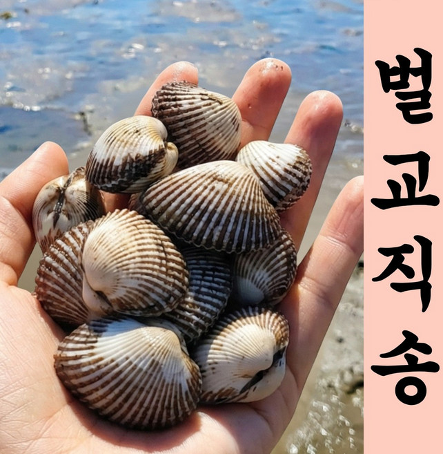 [새벽작업 당일발송] 재구매1위 벌교직송 새꼬막, 1세트, 3kg