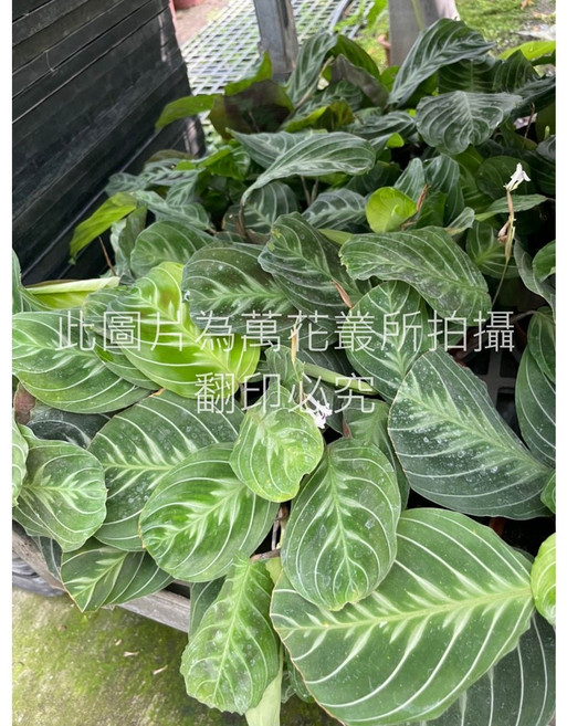 萬花叢 觀葉植物 - 室內盆栽 綠植 淨化空氣, 綠脈豹紋竹芋, 1個