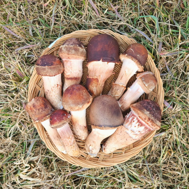 국산 참송이버섯 못난이 가정용 미니버섯 식당 업소용 반찬재료, 1박스, 500g(애기 가정용)